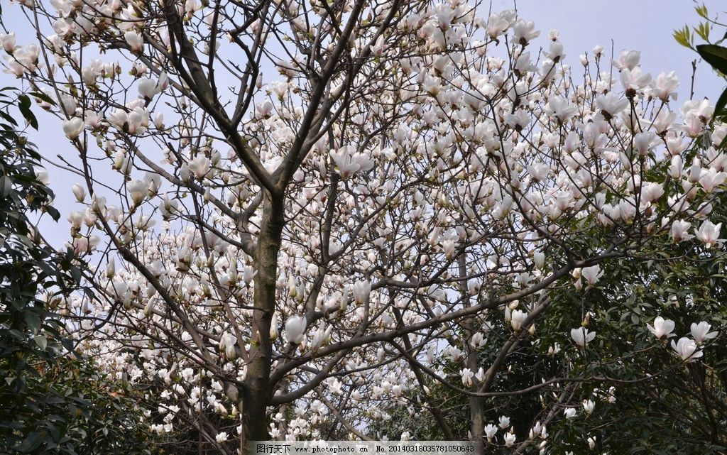 玉兰花开