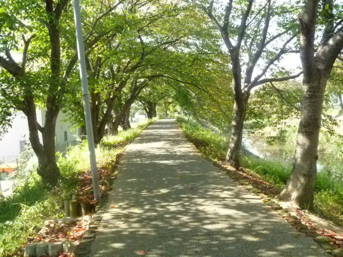 那条路 那条路