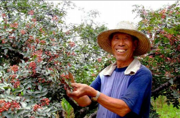 又到山乡椒红时 又到山乡椒红时