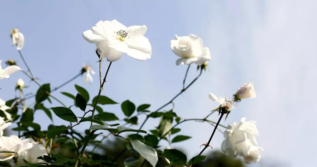 月季花开 月季花开