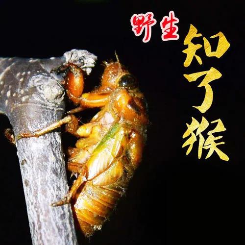 金蝉趣谈 金蝉趣谈